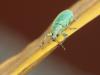 Phyllobius pomaceus